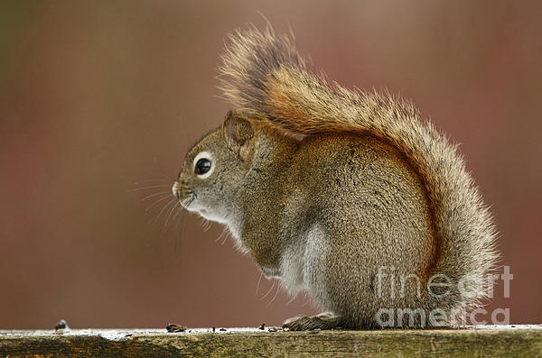 Inspired Nature Photography Fine Art Photography - Pondering Red Squirrel
