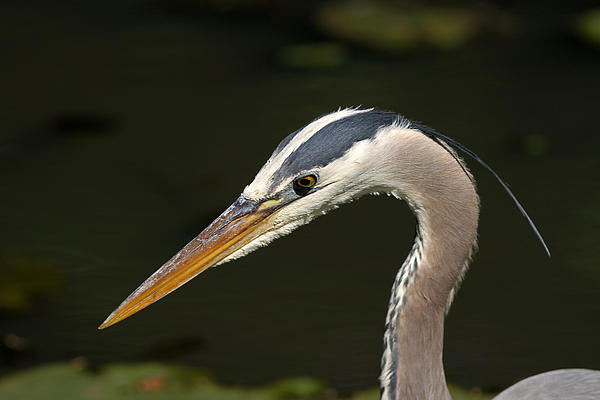 Juergen Roth - Portrait of a Great Blue Heron 