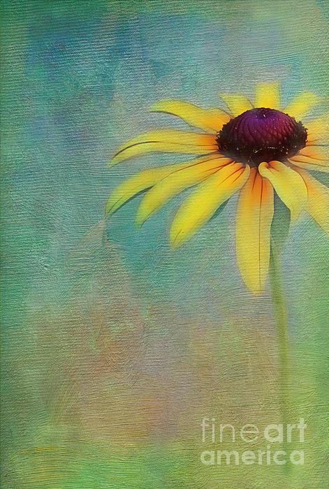 Judi Bagwell - Portrait of a Sunflower