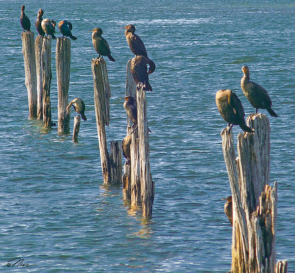 Nancy Griswold - Postal Cormorants in Maine
