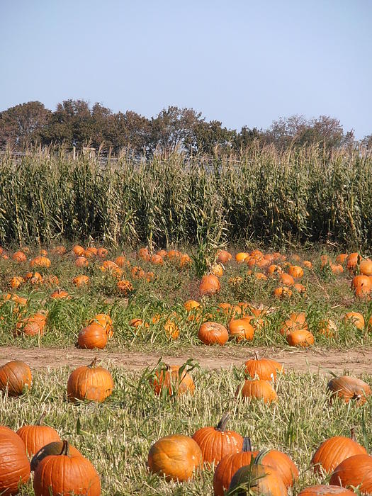 Kimberly Perry - Pumpkin Patch