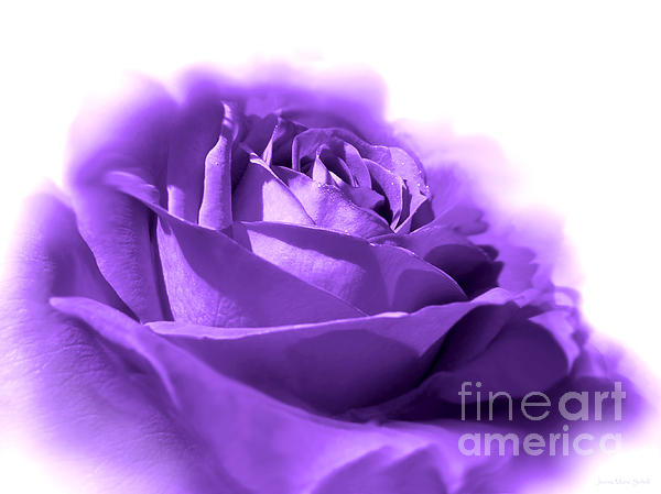 Jennie Marie Schell - Purple and White Rose Flower