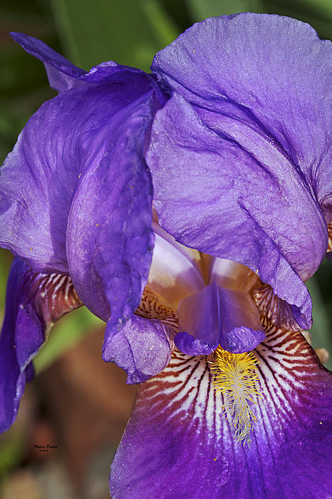 Phyllis Denton - Purple Iris