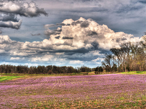 William Fields - Purple Meadows Majesty