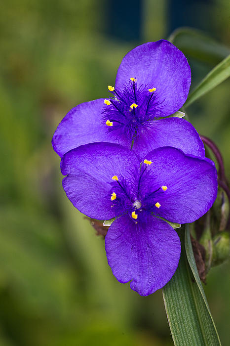 Douglas Barnett - Purple Spiderwort 2