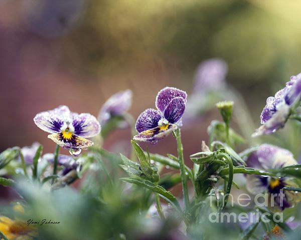 Nature Photographs