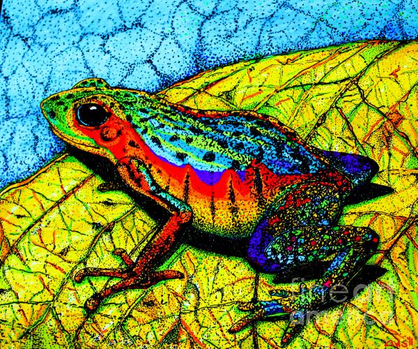 Rainbow Frog by Nick Gustafson