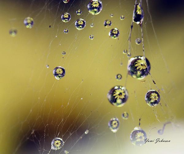 Yumi Johnson - Raindrops on the Spider web