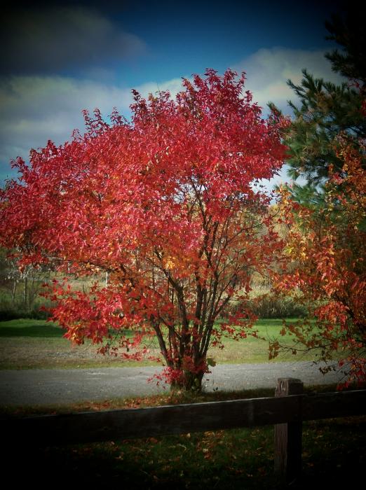 Marjorie Imbeau - Red Autumn Tree