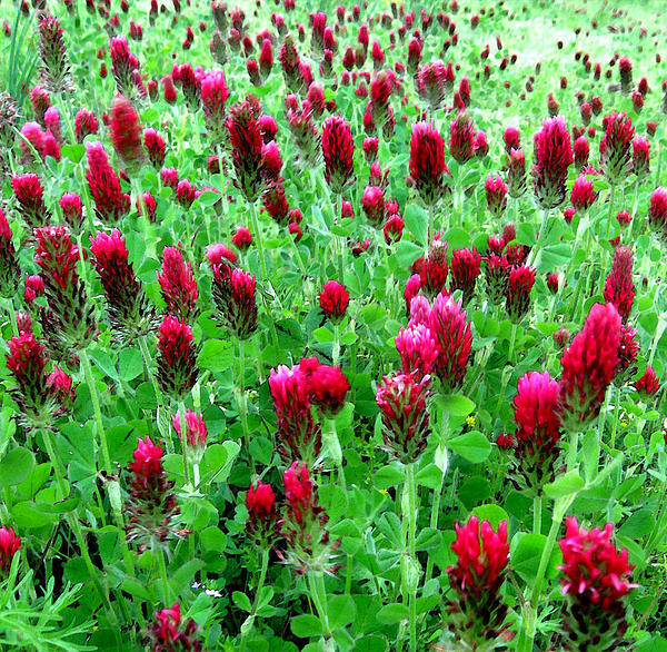 Red Clover In Bloom by Darlu Littledeer