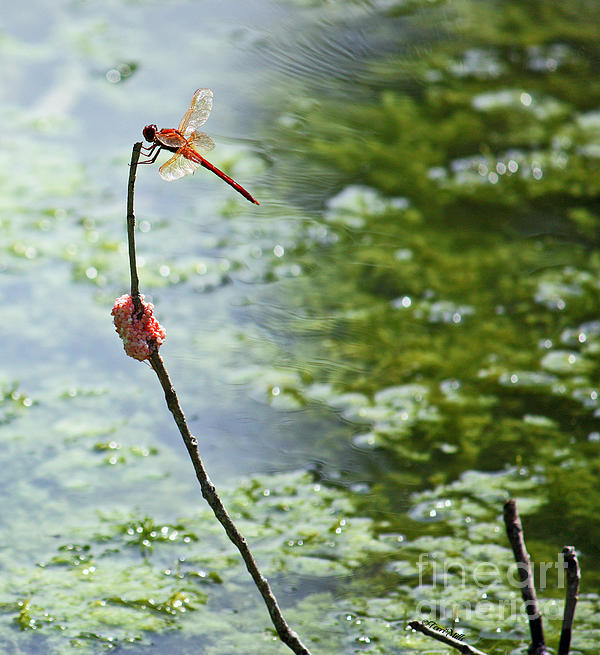 Terri Mills - Red Dragonfly with Snail Eggs