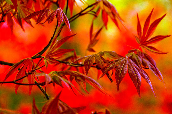 John Photography - Red On Red