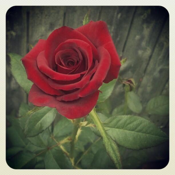 Red Rose Flower Instahub Instagram Greeting Card For Sale By