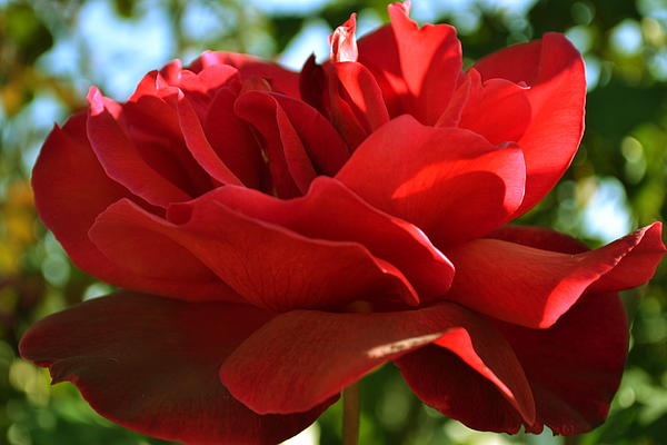 Saifon Anaya - Red Rose
