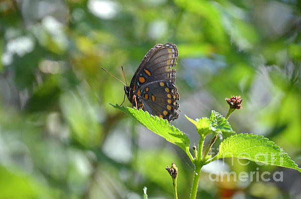 Kathy Gibbons - Red Spotted Purple Butterfly
