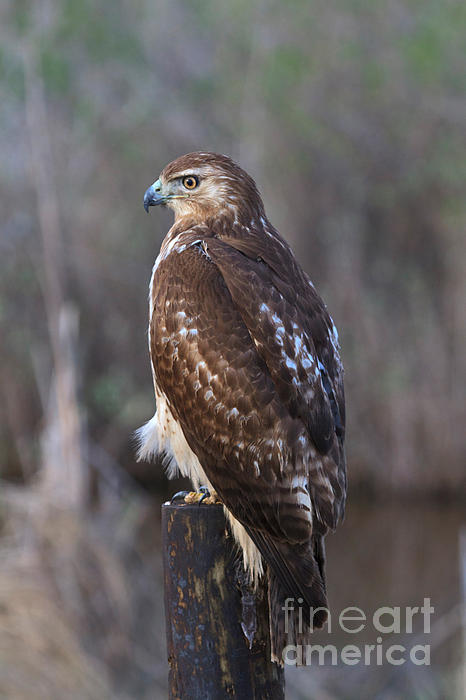 Louise Heusinkveld - Red-tailed Hawk