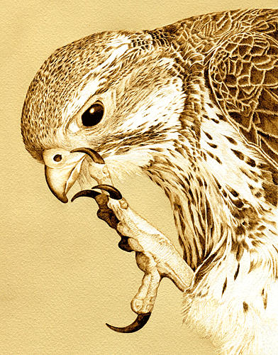 Cate McCauley - Red Tailed Hawk Portrait