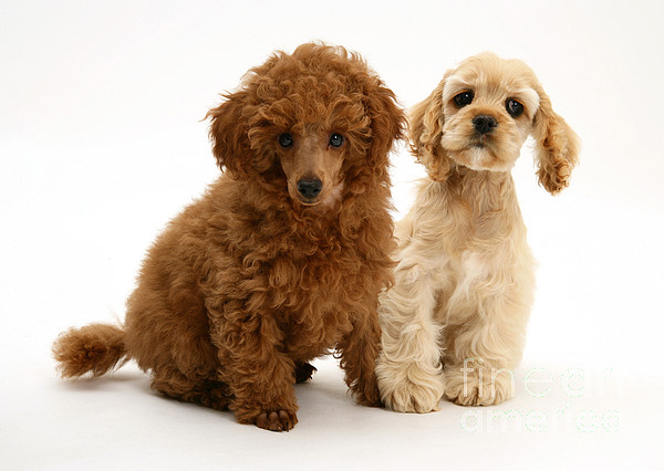 Toy poodle mixed 2025 with cocker spaniel