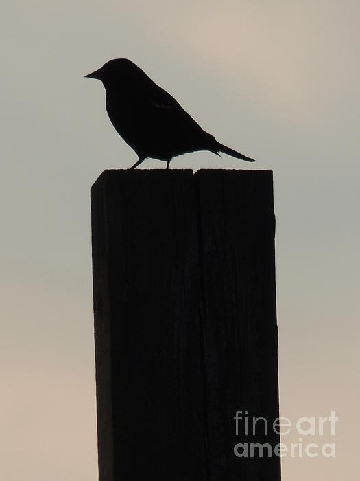 JB Photography - Red Winged Blackbird Standing Guard at Sunset
