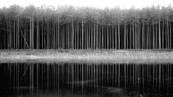 Rex Pennington - Reflections of Pine