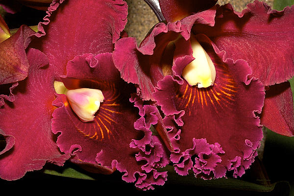 Phyllis Denton - Rich Burgundy Orchids