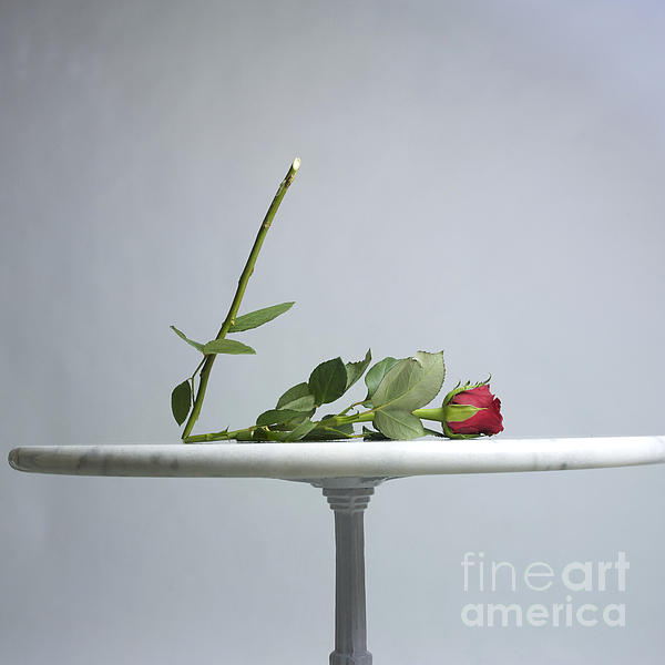 Dried rose Photograph by Bernard Jaubert - Fine Art America