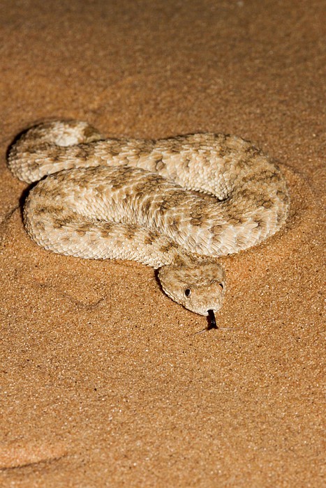 sand viper for sale
