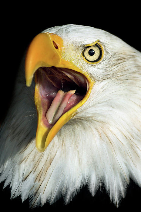 Artur Bogacki - Screaming Eagle Portrait