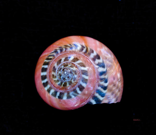Mitch Shindelbower - Sea Shell 2