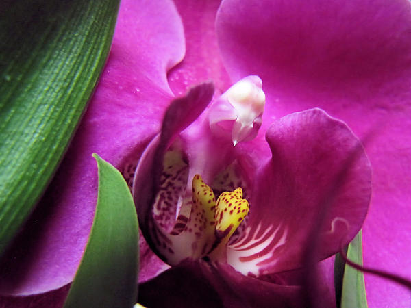 KATIE Vigil - Sensual Orchid