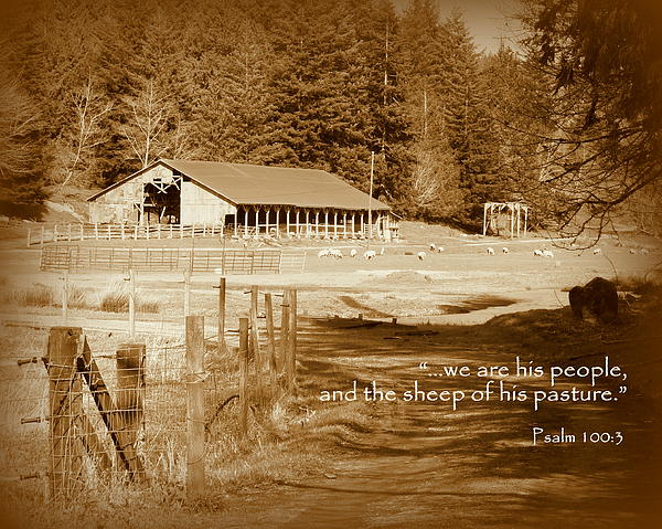 Cindy Wright - Sheep Grazing by Barn Scripture