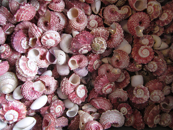 Kym Backland - Shells of Swirling Pinks