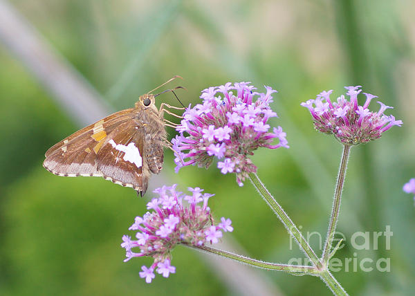 Robert E Alter Reflections of Infinity - Silver-spotted Skipper and Verbena