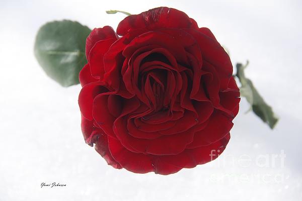 Yumi Johnson - Single red rose