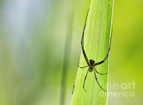 Terri Mills - Spider Hanging on a Blade of Grass