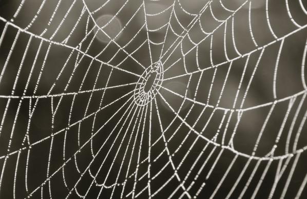 Spider Web Art by Shawn Johnson