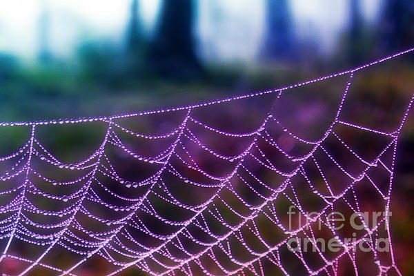 Judi Bagwell - Spider Web at Dawn