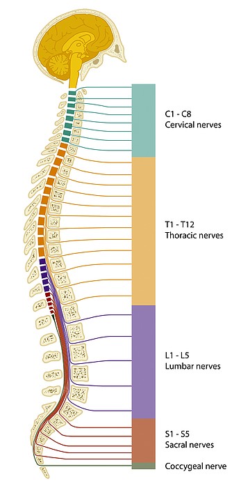 Spinal Cord Regions, Diagram Greeting Card for Sale by Art For Science