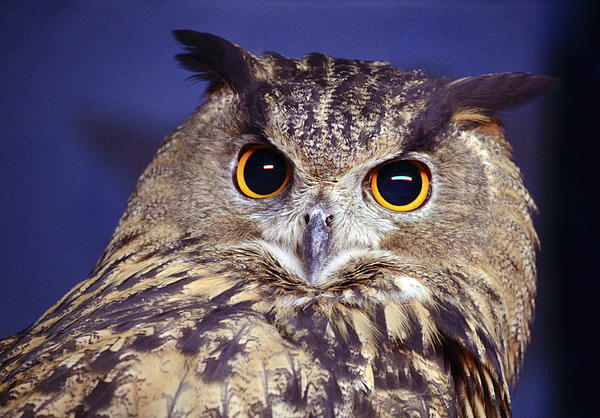 Brian Stevens - Spotted Eagle Owl