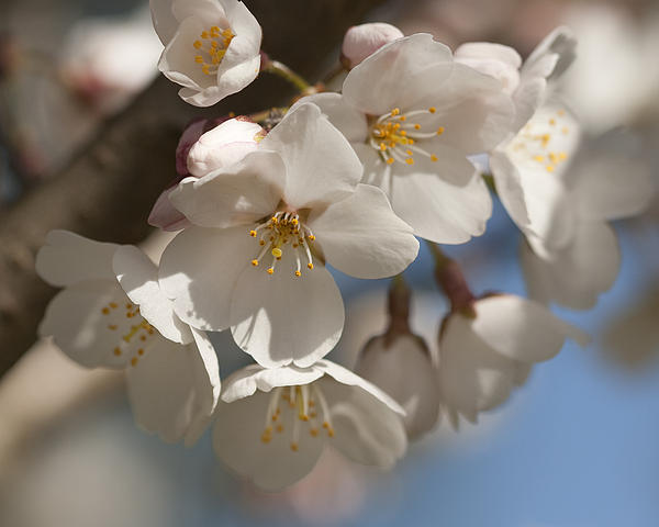 Kathy Clark - Spring Blooming Yoshino Cherry Tree