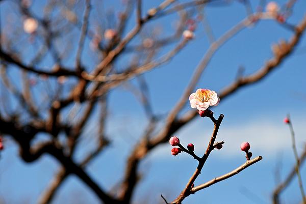 Dean Harte - Spring Blossom 1