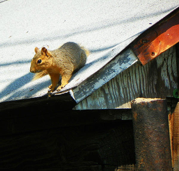 Lenore Senior - Squirrel on a Hot Tin Roof