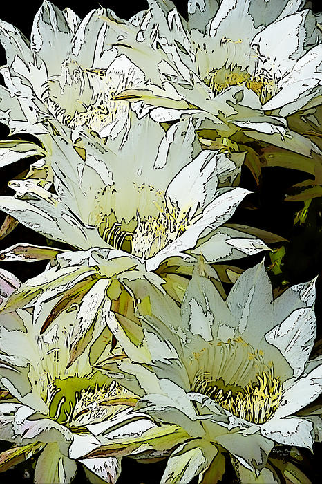 Phyllis Denton - Stylized Cactus Flowers
