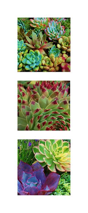 Nature Paintings