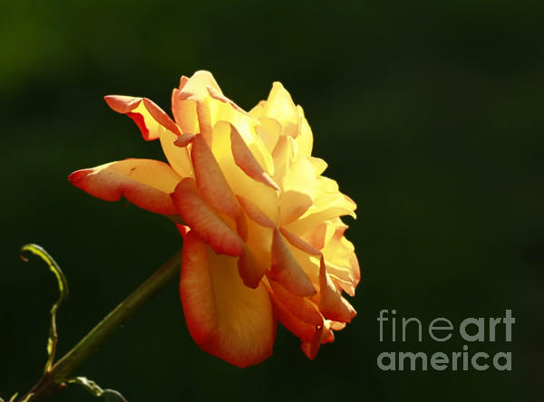 Inspired Nature Photography Fine Art Photography - Summers Glow- Elegant Rose