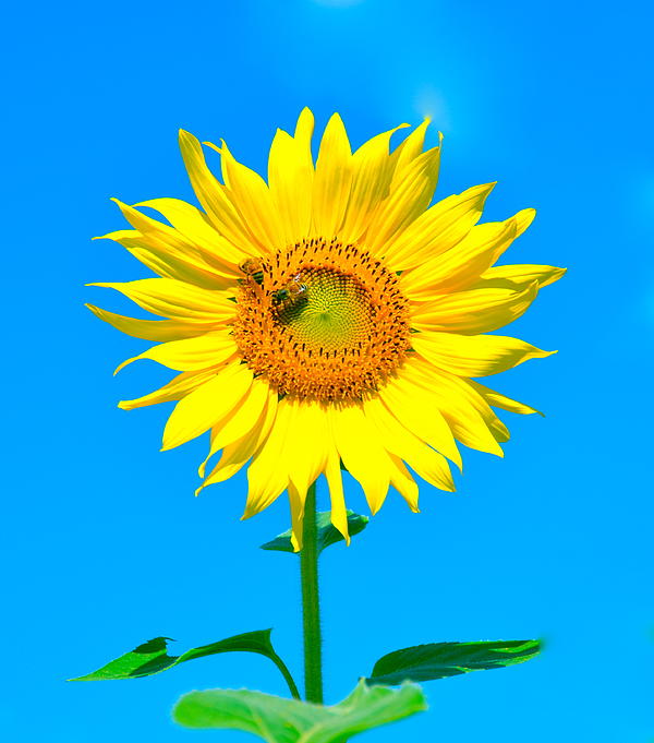 Debbi Granruth - Sunflower and Bee