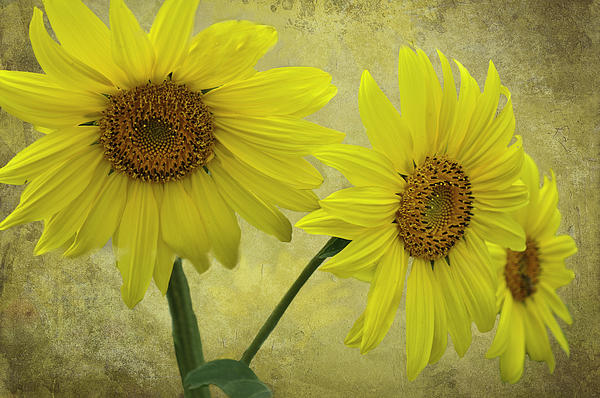 Diane Schuster - Sunflower Trio