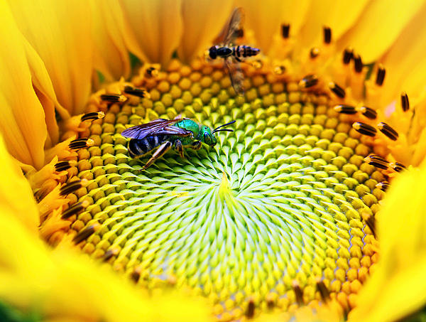 Brian Lee - Sunflower with Sweat Bee