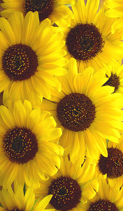 Michael Baum - Sunflowers 1
