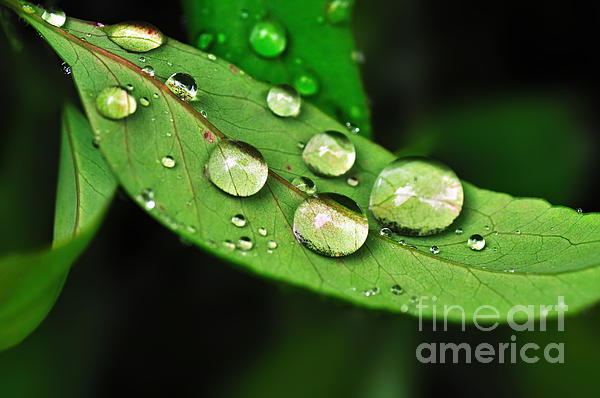 Kaye Menner - Sunlit Water Droplets